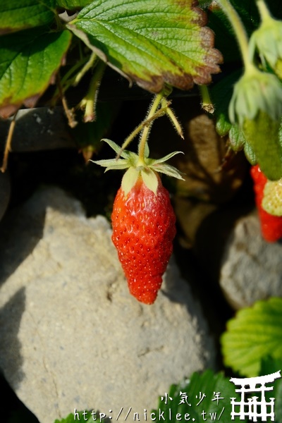 靜岡-石垣草莓吃到飽