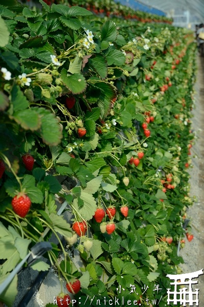 靜岡-石垣草莓吃到飽