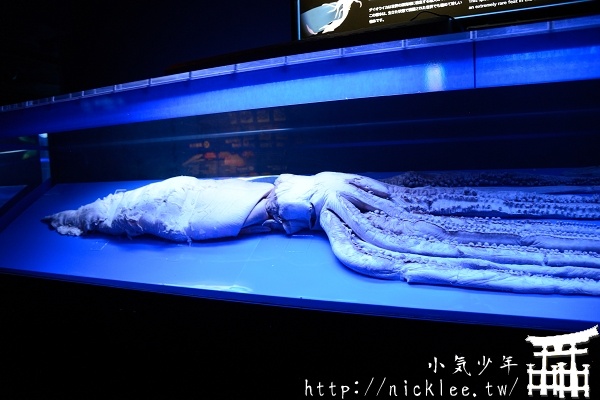 【沖繩】沖繩美麗海水族館-來看世界上最大的魚類-鯨鯊