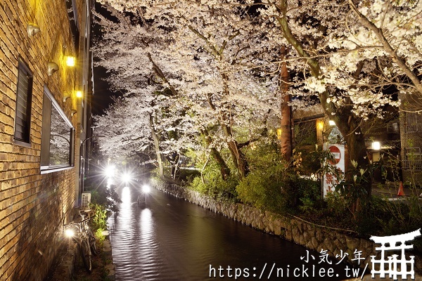 京都夜櫻-高瀨川-白川巽橋
