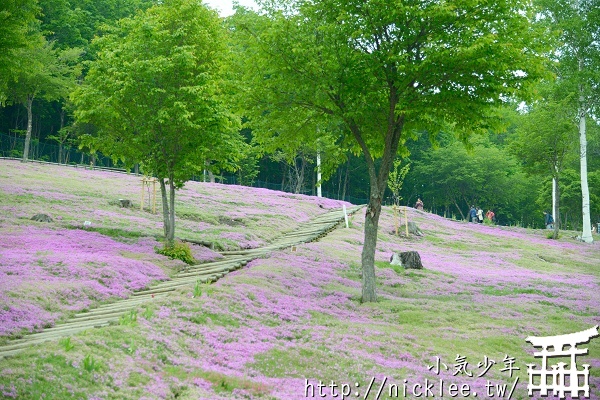 【北海道】湧別町鬱金香公園與瀧上芝櫻公園