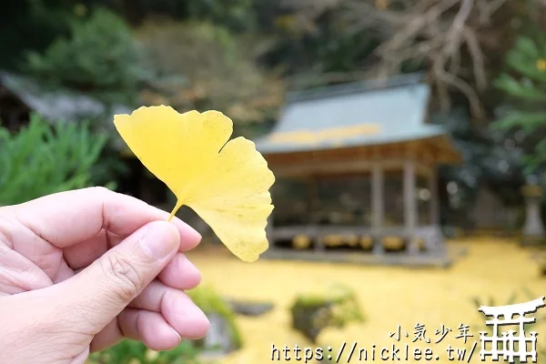 岩戶落葉神社-旅遊雜誌封面常客,遠離京都市區的金黃銀杏祕境