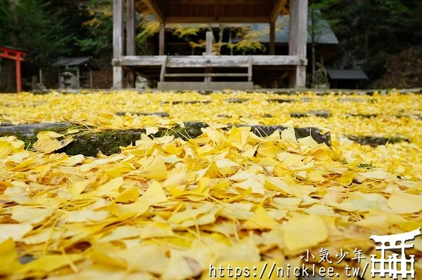 岩戶落葉神社-旅遊雜誌封面常客,遠離京都市區的金黃銀杏祕境