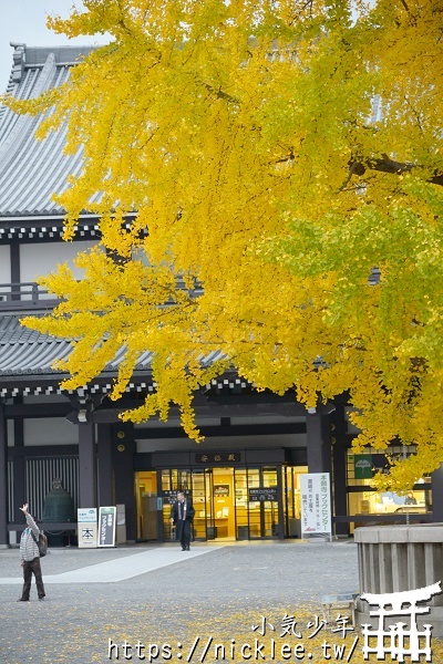 西本願寺的銀杏