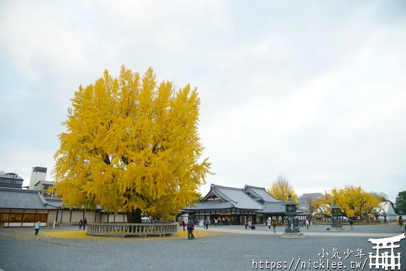 【京都景點】西本願寺的大銀杏,樹齡400年以上,適合作為半天行程安排的景點