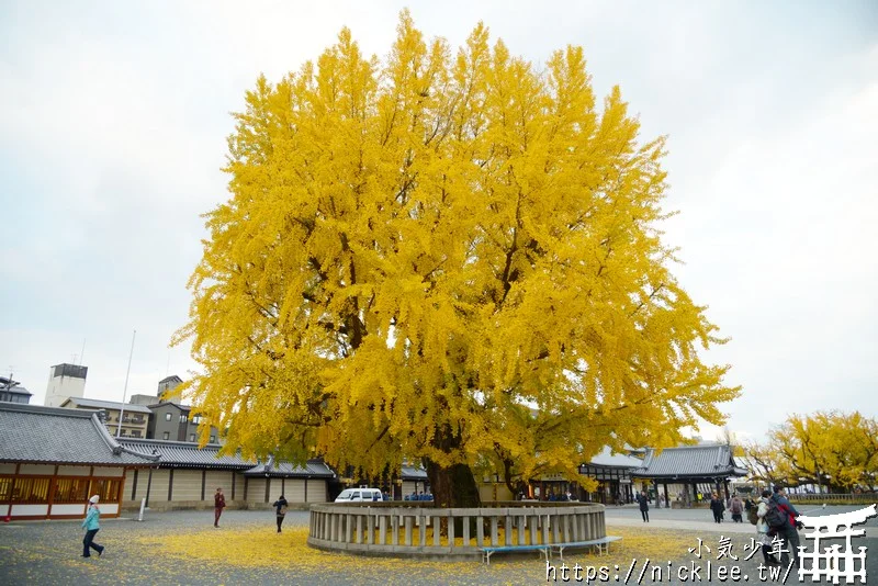 【京都景點】西本願寺的大銀杏,樹齡400年以上,適合作為半天行程安排的景點