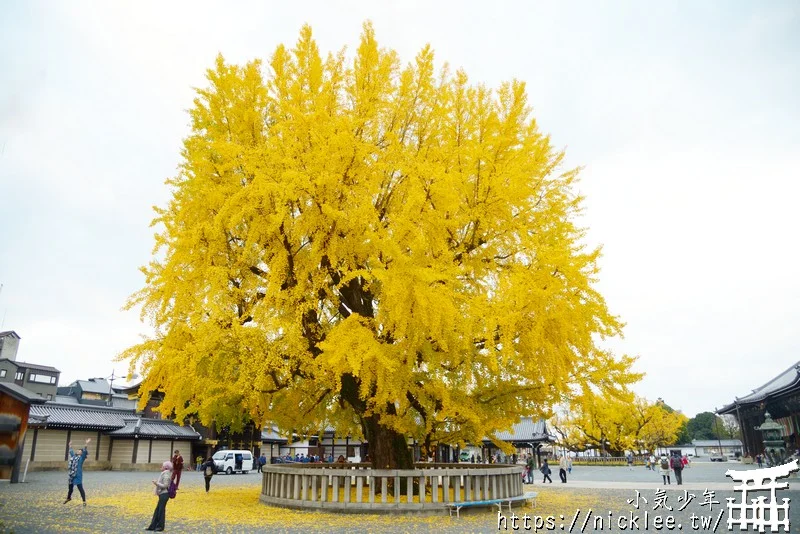 【京都景點】西本願寺的大銀杏,樹齡400年以上,適合作為半天行程安排的景點