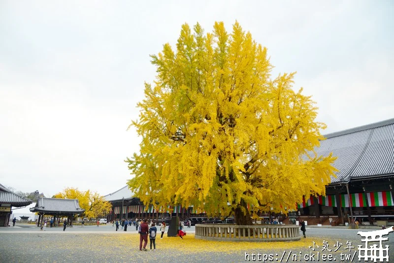 【京都景點】西本願寺的大銀杏,樹齡400年以上,適合作為半天行程安排的景點