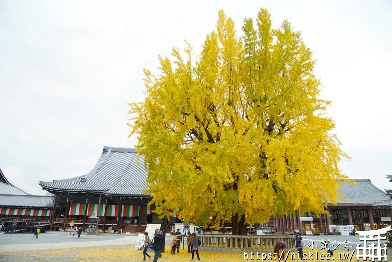 【京都景點】西本願寺的大銀杏,樹齡400年以上,適合作為半天行程安排的景點