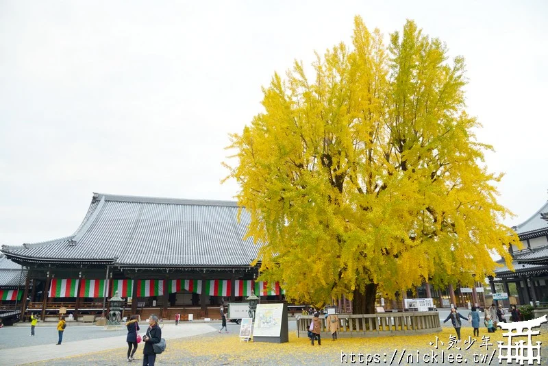 【京都景點】西本願寺的大銀杏,樹齡400年以上,適合作為半天行程安排的景點