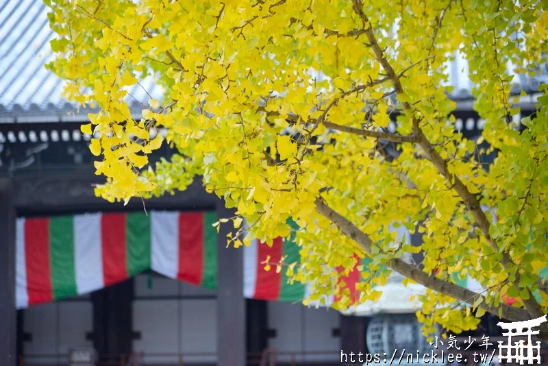 【京都景點】西本願寺的大銀杏,樹齡400年以上,適合作為半天行程安排的景點