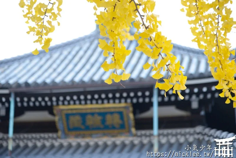 【京都景點】西本願寺的大銀杏,樹齡400年以上,適合作為半天行程安排的景點