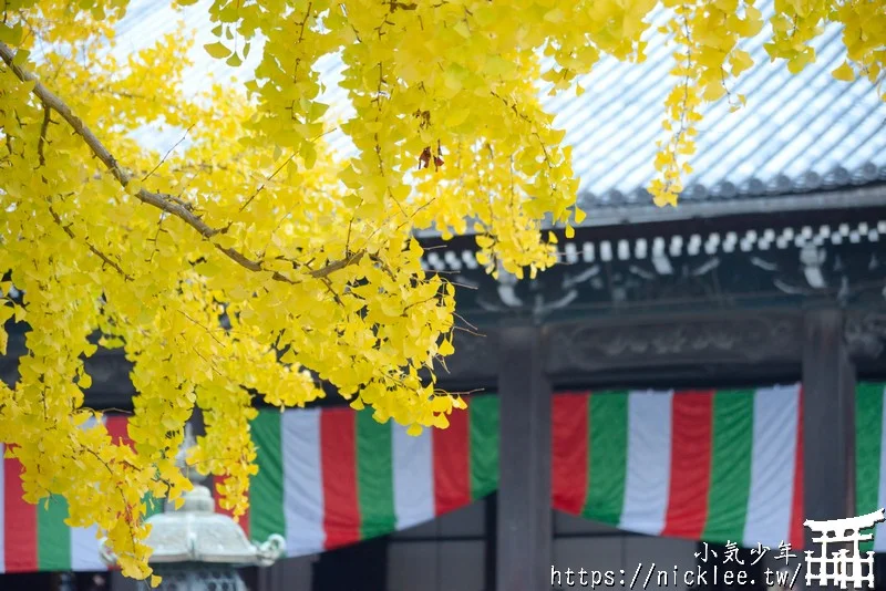 【京都景點】西本願寺的大銀杏,樹齡400年以上,適合作為半天行程安排的景點