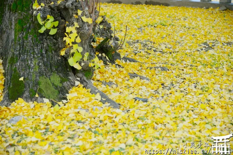 【京都景點】西本願寺的大銀杏,樹齡400年以上,適合作為半天行程安排的景點