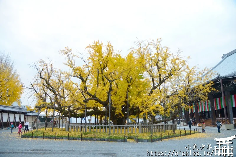 【京都景點】西本願寺的大銀杏,樹齡400年以上,適合作為半天行程安排的景點