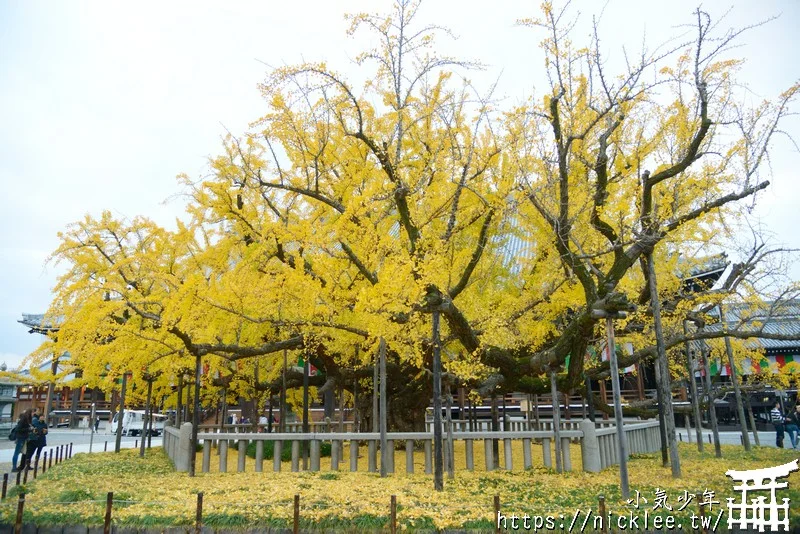 【京都景點】西本願寺的大銀杏,樹齡400年以上,適合作為半天行程安排的景點