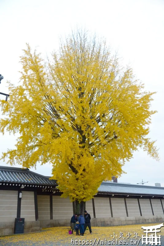 【京都景點】西本願寺的大銀杏,樹齡400年以上,適合作為半天行程安排的景點