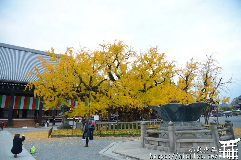 【京都景點】西本願寺的大銀杏,樹齡400年以上,適合作為半天行程安排的景點