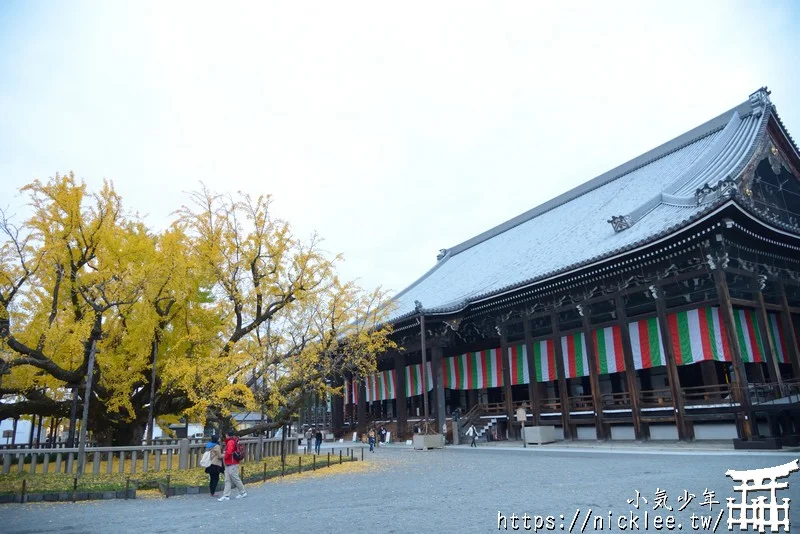 【京都景點】西本願寺的大銀杏,樹齡400年以上,適合作為半天行程安排的景點