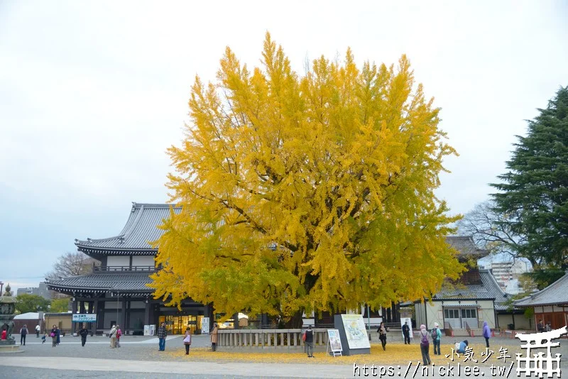 【京都景點】西本願寺的大銀杏,樹齡400年以上,適合作為半天行程安排的景點