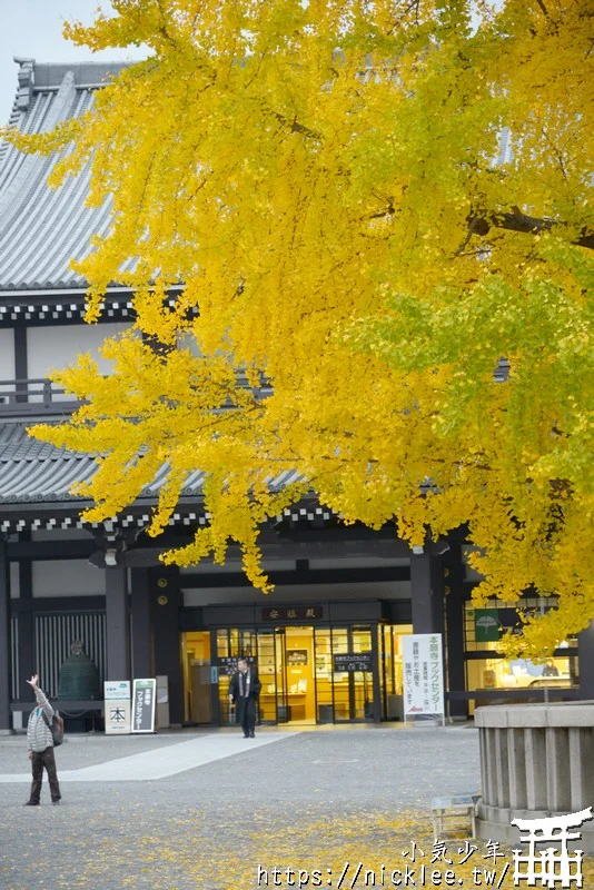 【京都景點】西本願寺的大銀杏,樹齡400年以上,適合作為半天行程安排的景點