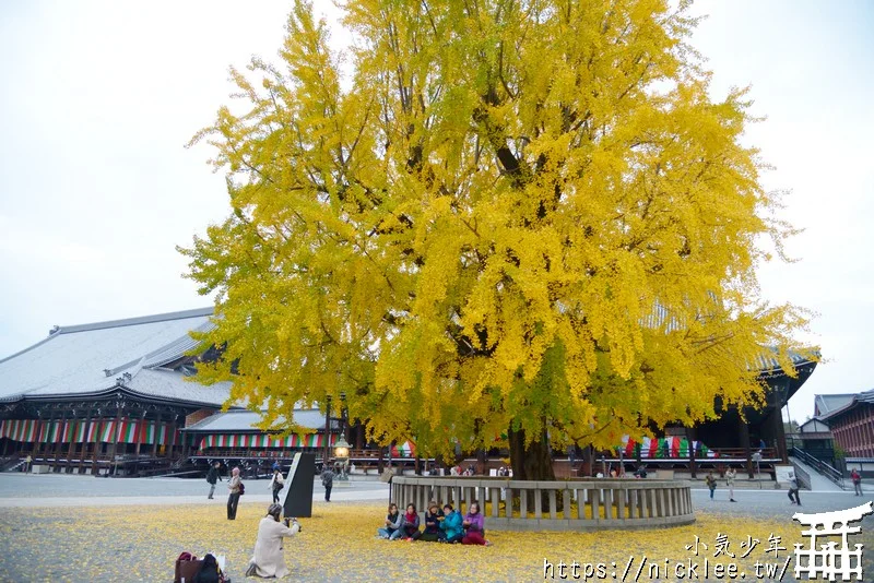 【京都景點】西本願寺的大銀杏,樹齡400年以上,適合作為半天行程安排的景點