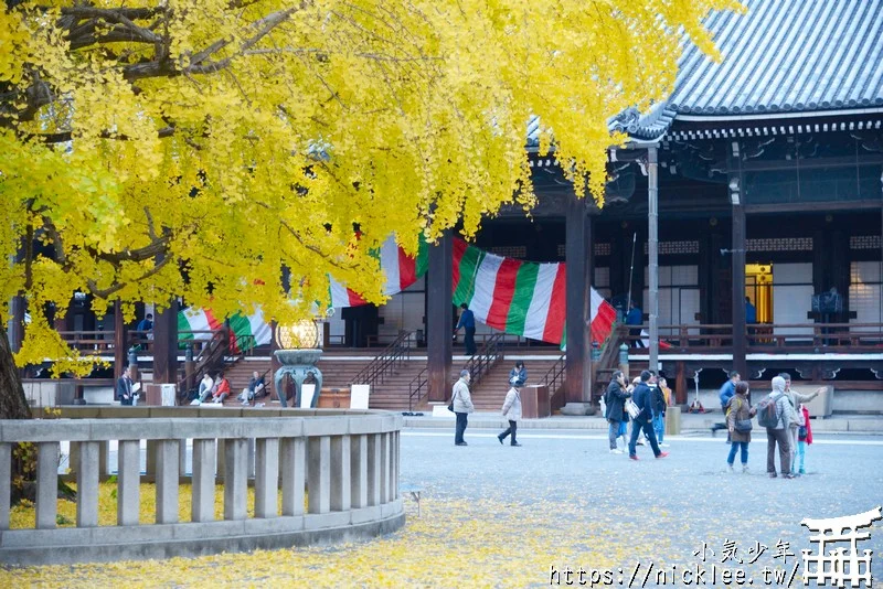 【京都景點】西本願寺的大銀杏,樹齡400年以上,適合作為半天行程安排的景點