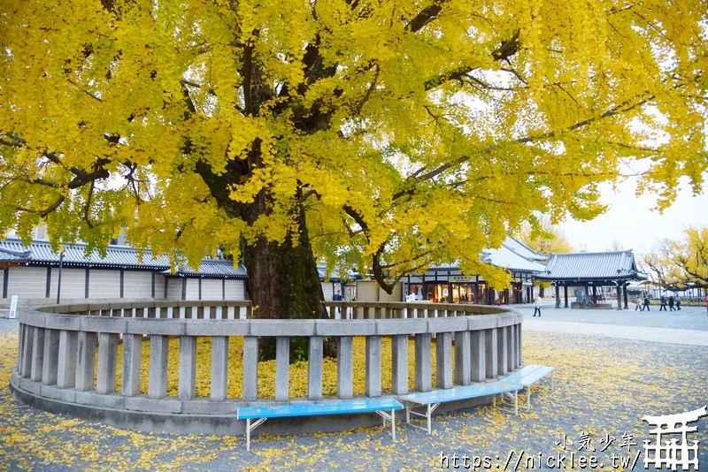 【京都景點】西本願寺的大銀杏,樹齡400年以上,適合作為半天行程安排的景點