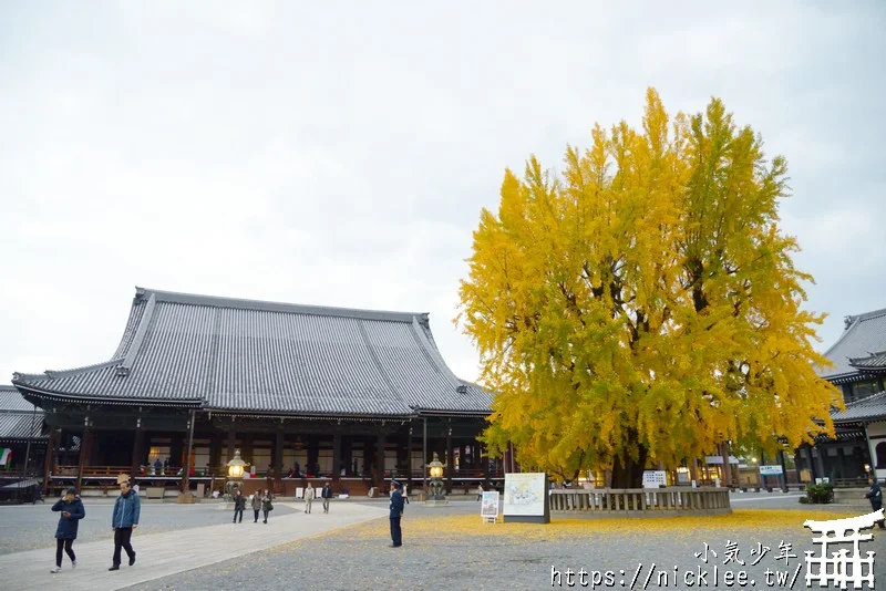 【京都景點】西本願寺的大銀杏,樹齡400年以上,適合作為半天行程安排的景點