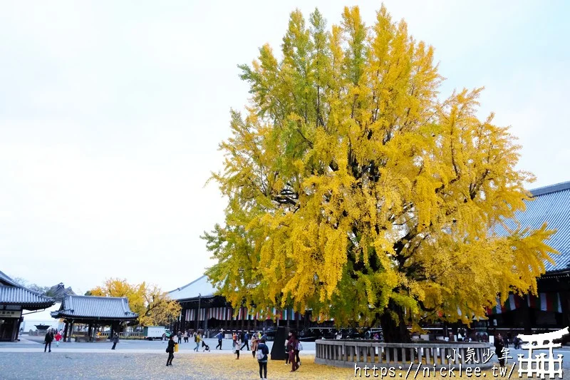 【京都景點】西本願寺的大銀杏,樹齡400年以上,適合作為半天行程安排的景點