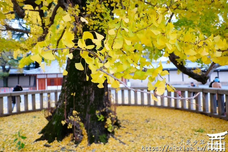 【京都景點】西本願寺的大銀杏,樹齡400年以上,適合作為半天行程安排的景點