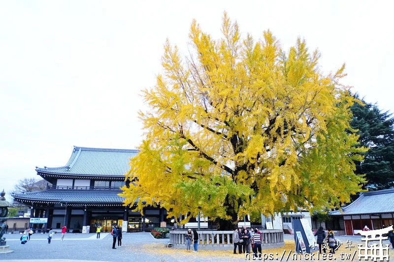 【京都景點】西本願寺的大銀杏,樹齡400年以上,適合作為半天行程安排的景點