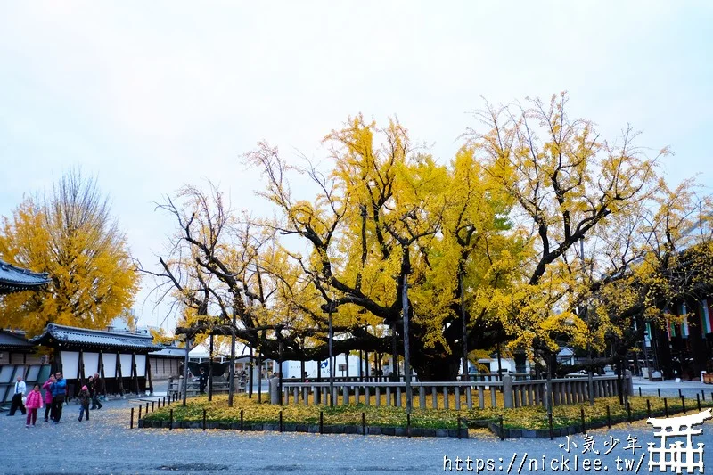 【京都景點】西本願寺的大銀杏,樹齡400年以上,適合作為半天行程安排的景點