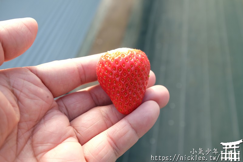 櫪木採草莓-30分鐘吃到飽-草莓之森