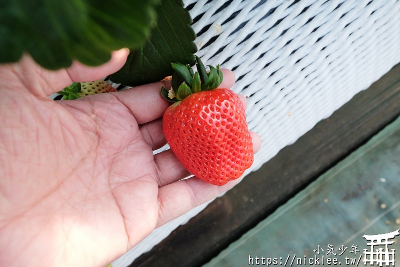 櫪木採草莓-30分鐘吃到飽-草莓之森