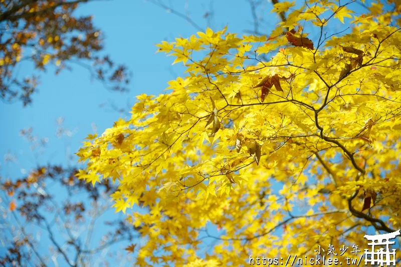 櫪木縣那須高原賞楓景點-杜鵑花吊橋(躑躅吊橋)-10月下旬~11上旬是賞楓旺季,遠眺壯觀的山谷楓紅之美