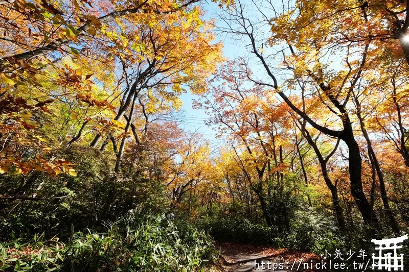 櫪木縣那須高原賞楓景點-杜鵑花吊橋(躑躅吊橋)-10月下旬~11上旬是賞楓旺季,遠眺壯觀的山谷楓紅之美