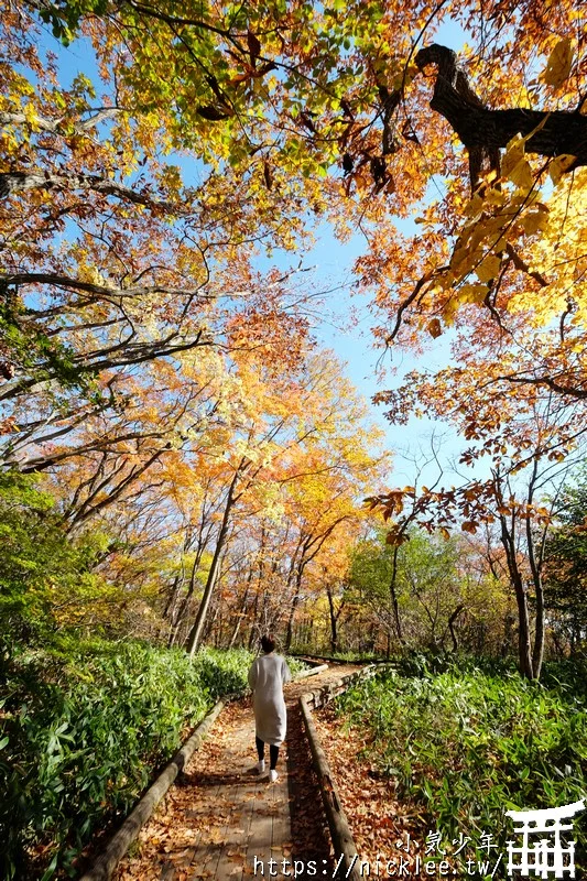 櫪木縣那須高原賞楓景點-杜鵑花吊橋(躑躅吊橋)-10月下旬~11上旬是賞楓旺季,遠眺壯觀的山谷楓紅之美