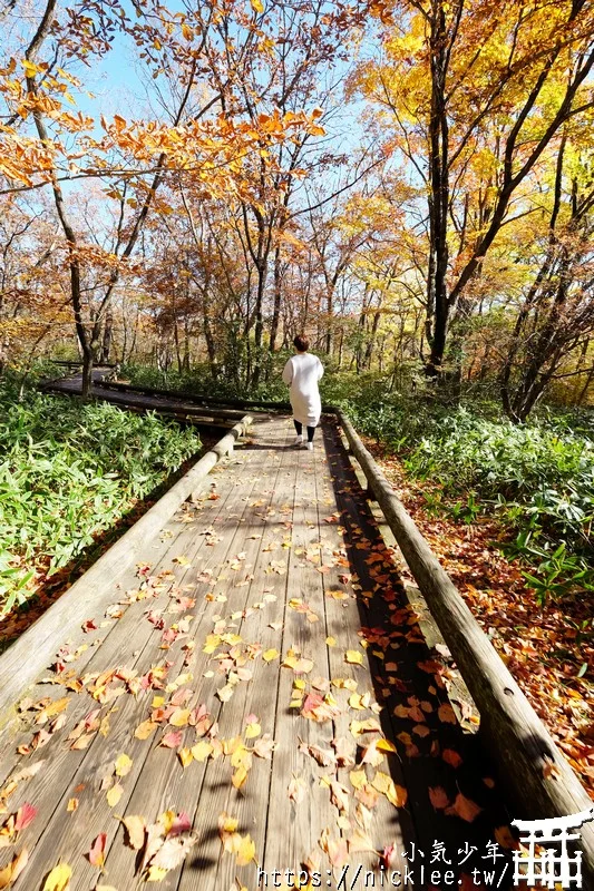 櫪木縣那須高原賞楓景點-杜鵑花吊橋(躑躅吊橋)-10月下旬~11上旬是賞楓旺季,遠眺壯觀的山谷楓紅之美