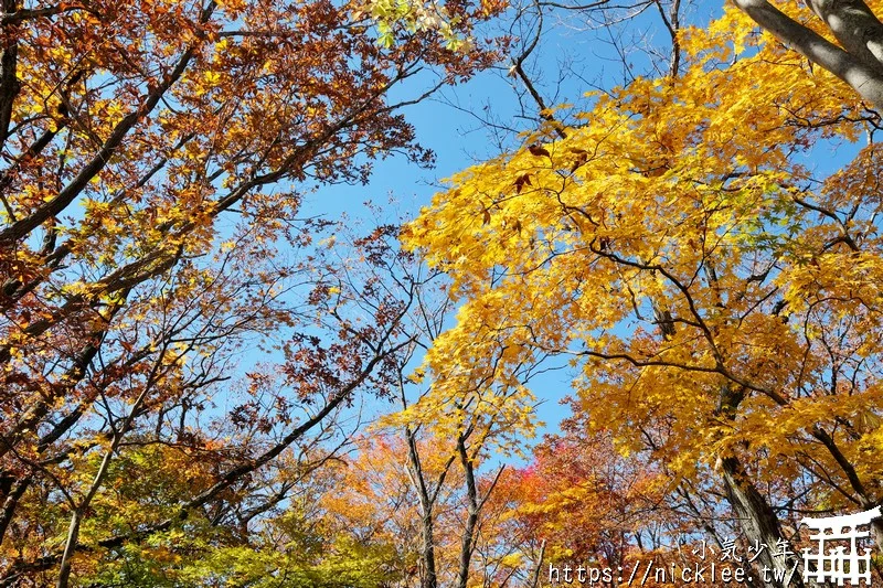 櫪木縣那須高原賞楓景點-杜鵑花吊橋(躑躅吊橋)-10月下旬~11上旬是賞楓旺季,遠眺壯觀的山谷楓紅之美