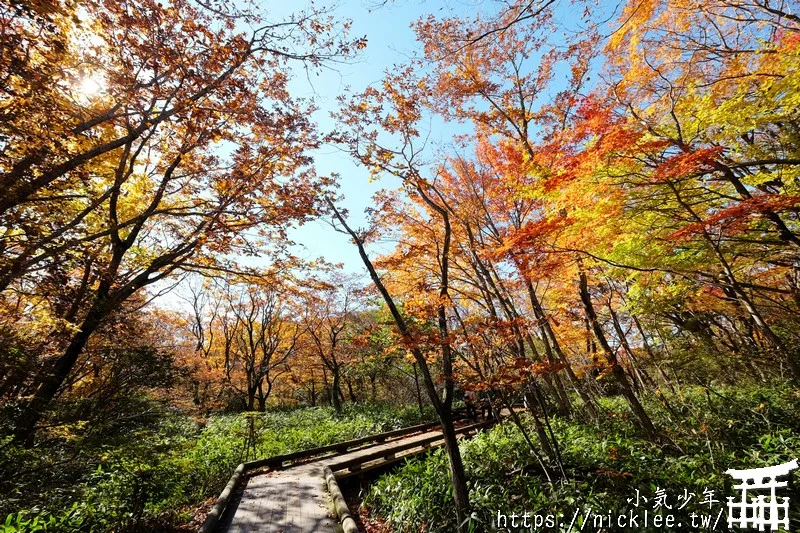 櫪木縣那須高原賞楓景點-杜鵑花吊橋(躑躅吊橋)-10月下旬~11上旬是賞楓旺季,遠眺壯觀的山谷楓紅之美