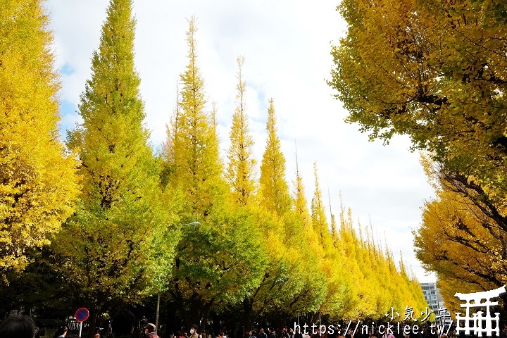 東京銀杏景點-明治神宮外苑的銀杏並木道與銀杏祭