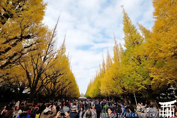 東京銀杏景點-明治神宮外苑的銀杏並木道與銀杏祭