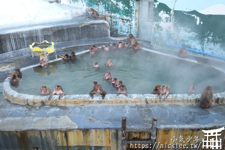 函館市熱帶植物園-猴子泡溫泉