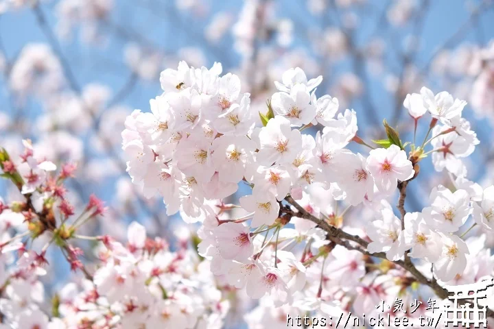 【山口景點】岩國錦帶橋櫻花-日本三大名橋與三大奇橋