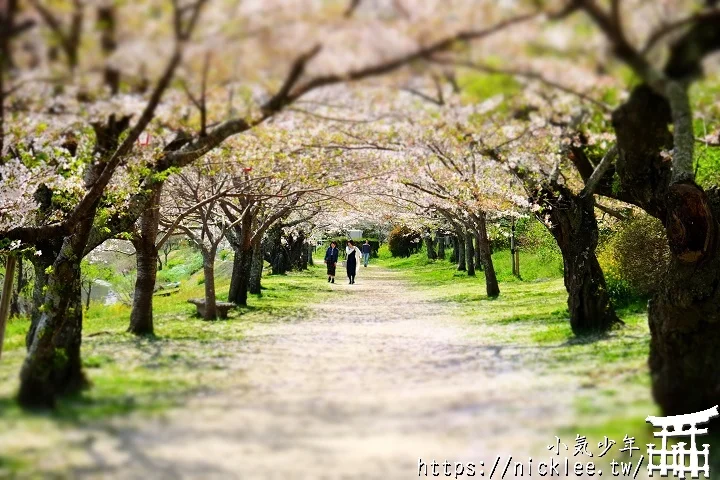 【山口景點】岩國錦帶橋櫻花-日本三大名橋與三大奇橋