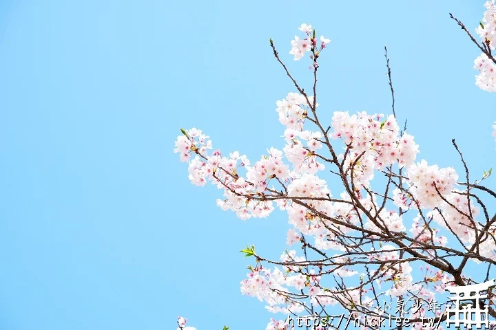 【山口景點】岩國錦帶橋櫻花-日本三大名橋與三大奇橋