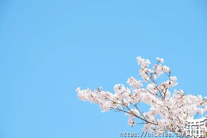 【山口景點】岩國錦帶橋櫻花-日本三大名橋與三大奇橋