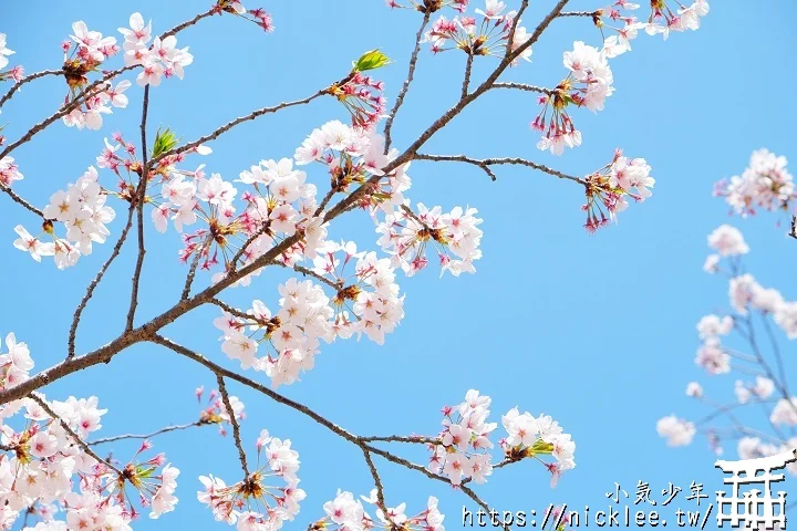 【山口景點】岩國錦帶橋櫻花-日本三大名橋與三大奇橋