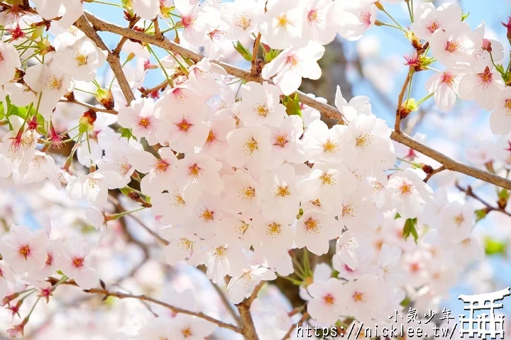 【山口景點】岩國錦帶橋櫻花-日本三大名橋與三大奇橋